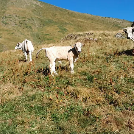 Tatil Evi Le Vieux Vieux Manoir De La Guardo Face Au Mont Valier